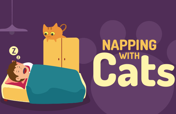 Napping With Cats Infographic