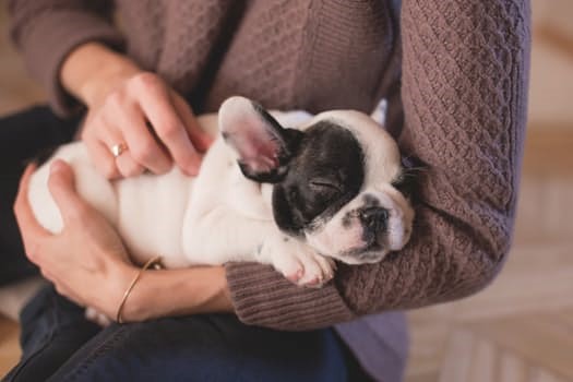 Picture of a French Bulldog puppy, asleep in a person's arms.