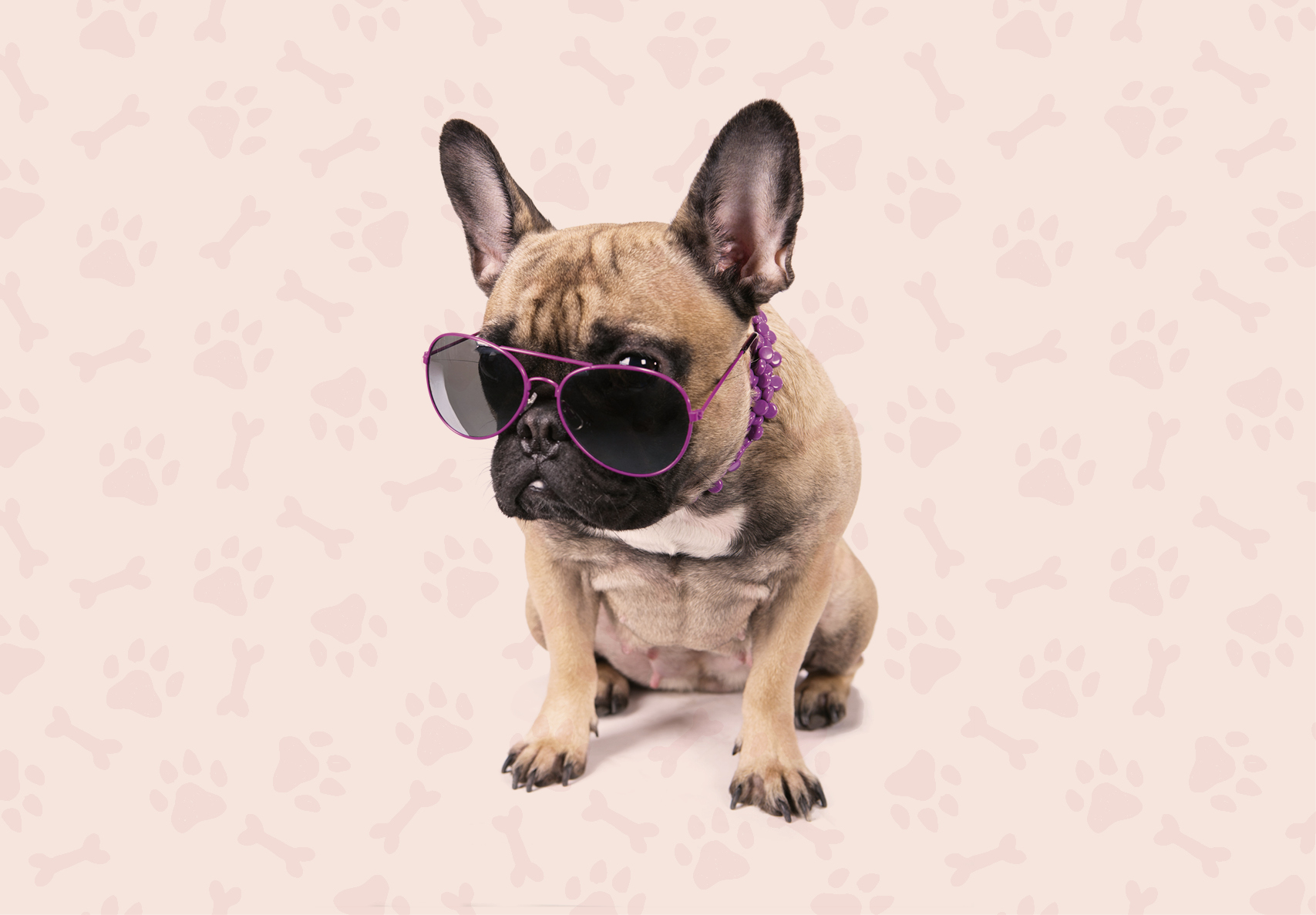 Pricing Up the Craziest Celebrity Pet Beds